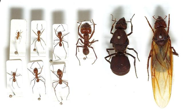 数量众多的行军蚁可以杀死大型动物吗，行军蚁是什么动物（拥有大型工蚁的阿塔切叶蚁）