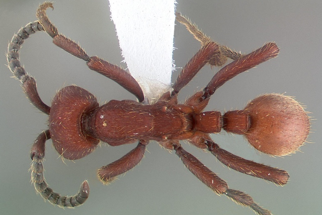 数量众多的行军蚁可以杀死大型动物吗，行军蚁是什么动物（拥有大型工蚁的阿塔切叶蚁）