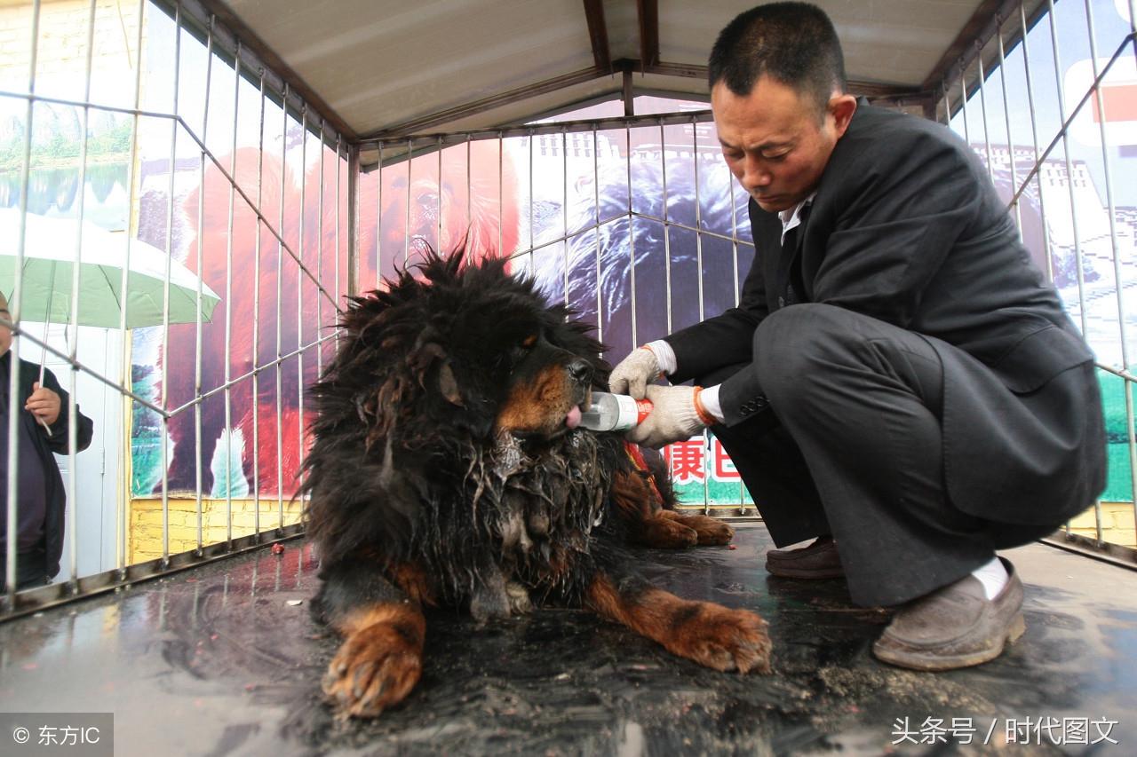 一只小藏獒多少钱 藏獒小犬多少钱一只