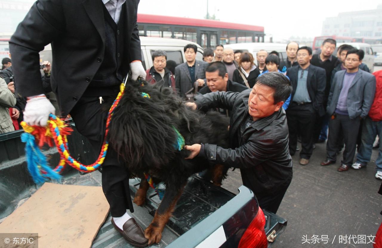 一只小藏獒多少钱 藏獒小犬多少钱一只