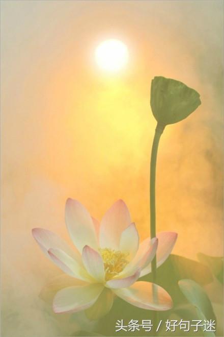 佛语人生，一日禅最新一句话一日禅语（20条佛心禅语悟人生）