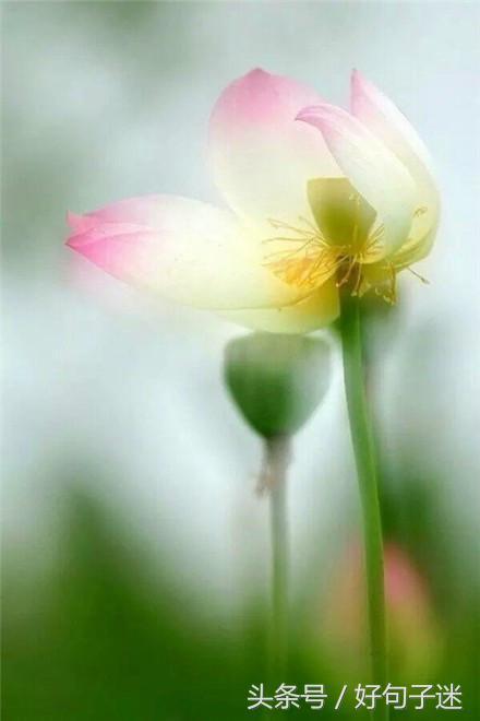 佛语人生，一日禅最新一句话一日禅语（20条佛心禅语悟人生）