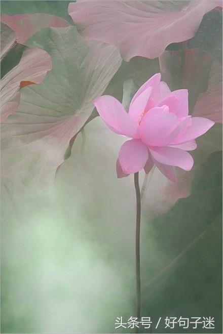 佛语人生，一日禅最新一句话一日禅语（20条佛心禅语悟人生）