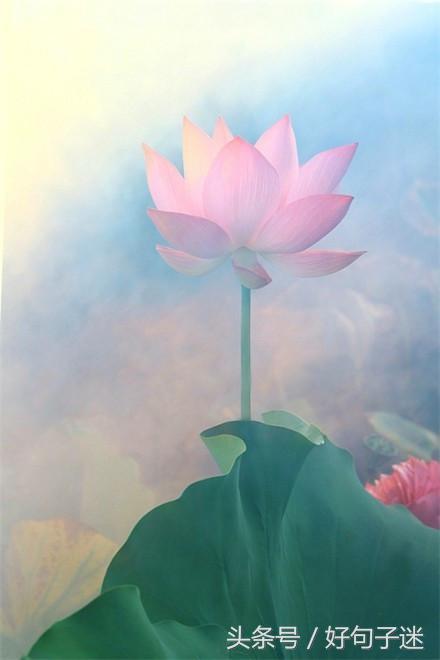 佛语人生，一日禅最新一句话一日禅语（20条佛心禅语悟人生）