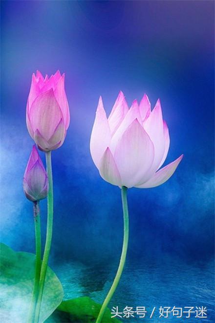 佛语人生，一日禅最新一句话一日禅语（20条佛心禅语悟人生）