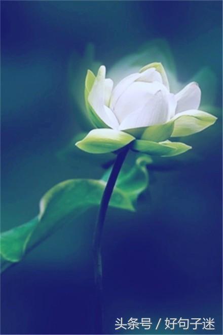 佛语人生，一日禅最新一句话一日禅语（20条佛心禅语悟人生）