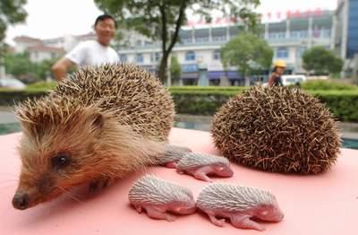 刺猬是国家保护动物吗，家养刺猬是国家保护动物吗（刺猬也是国家二级保护动物）