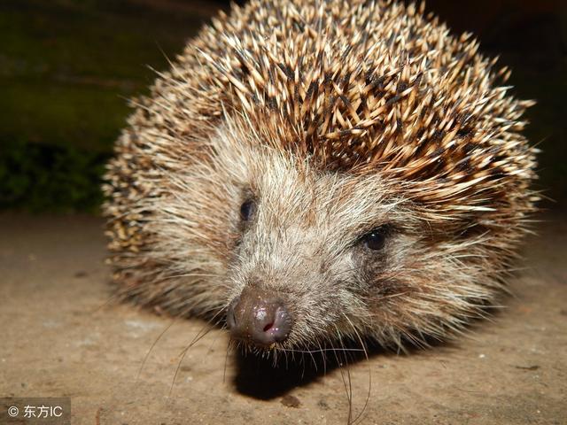 刺猬是国家保护动物吗，家养刺猬是国家保护动物吗（刺猬也是国家二级保护动物）