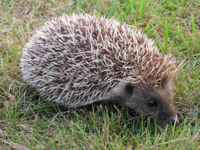 刺猬是国家保护动物吗，家养刺猬是国家保护动物吗（刺猬也是国家二级保护动物）