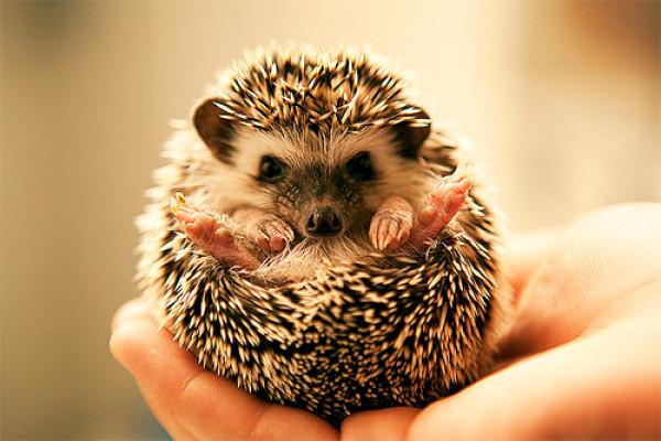 刺猬是国家保护动物吗，家养刺猬是国家保护动物吗（刺猬也是国家二级保护动物）