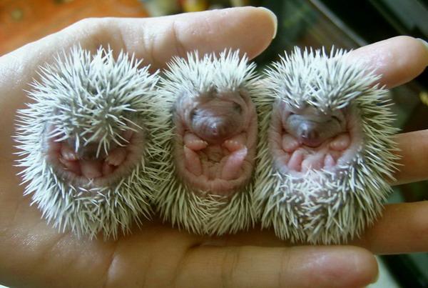 刺猬是国家保护动物吗，家养刺猬是国家保护动物吗（刺猬也是国家二级保护动物）