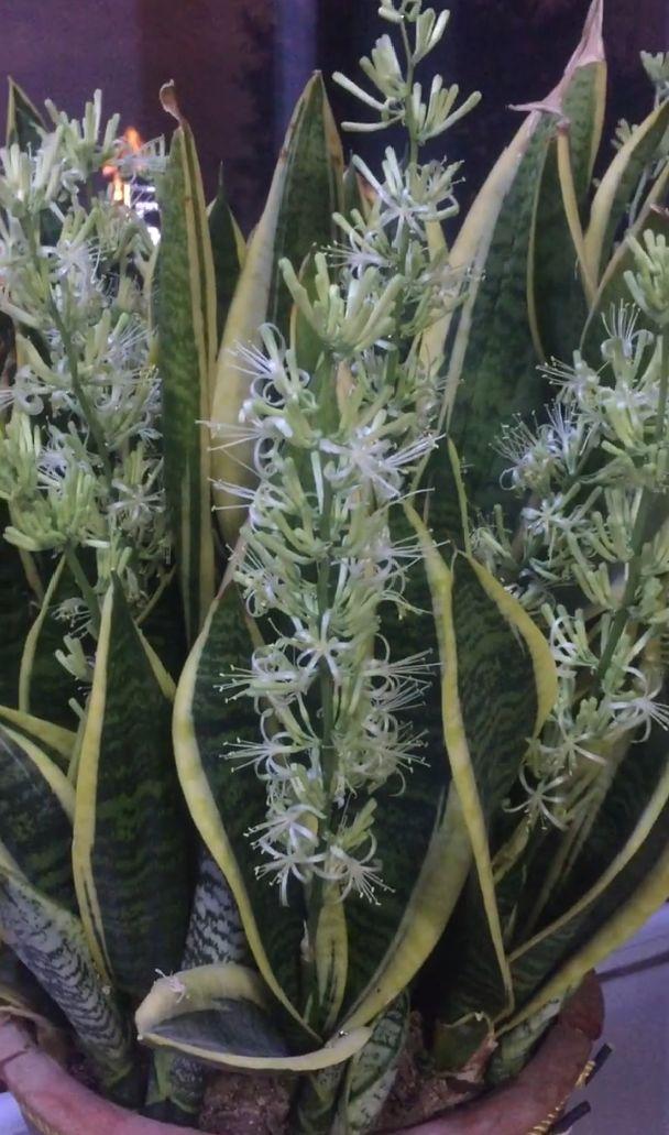 铁树开花的寓意和象征意义，铁树开花寓意和象征意义是什么（老人常说“7树开花）