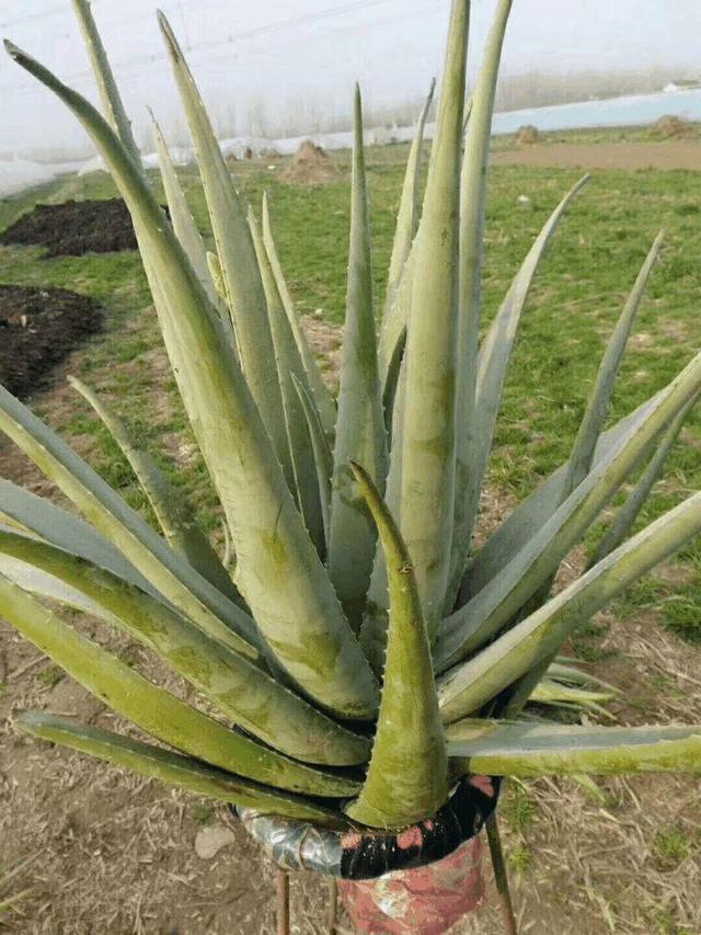 芦荟的种类有哪些，芦荟有什么种类（关键还是天然的美容宝贝）