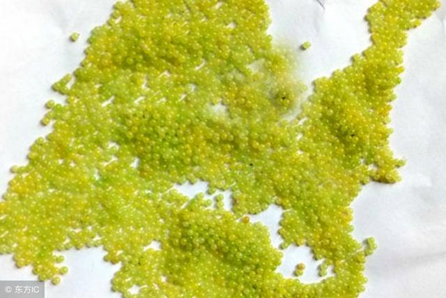 豆天蛾幼虫有毒吗，豆天蛾的幼虫（江苏连云港最有特色的食品之一豆丹）