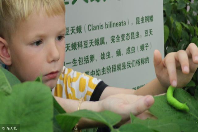 豆天蛾幼虫有毒吗，豆天蛾的幼虫（江苏连云港最有特色的食品之一豆丹）