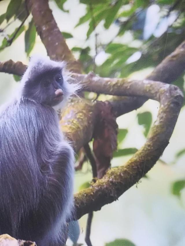 黑冠长臂猿生产，海南黑冠长臂猿最新状况（极度濒危物种——黑冠长臂猿）