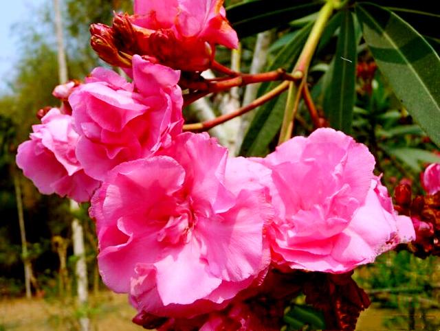 夹竹桃叶，叶似竹叶花似桃（夹竹桃叶子煮水有毒吗）