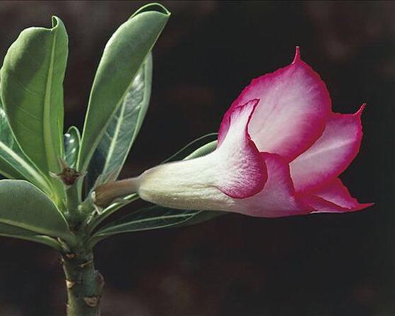 夹竹桃叶，叶似竹叶花似桃（夹竹桃叶子煮水有毒吗）