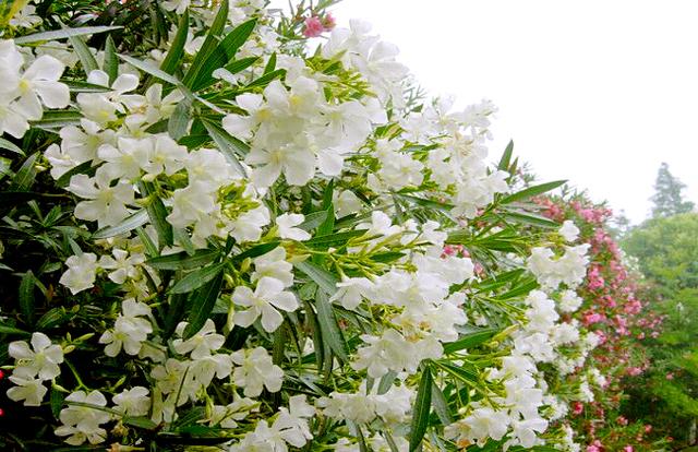 夹竹桃叶，叶似竹叶花似桃（夹竹桃叶子煮水有毒吗）