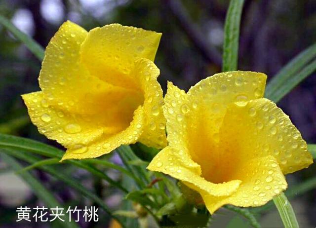夹竹桃叶，叶似竹叶花似桃（夹竹桃叶子煮水有毒吗）