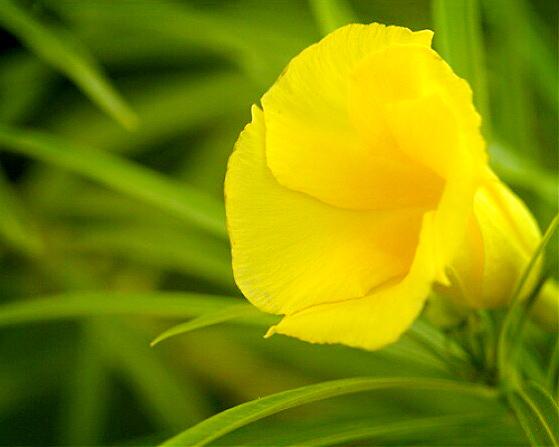 夹竹桃叶，叶似竹叶花似桃（夹竹桃叶子煮水有毒吗）
