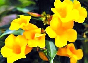 夹竹桃叶，叶似竹叶花似桃（夹竹桃叶子煮水有毒吗）