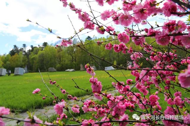 远山含黛江山丽，远山含黛，葳蕤未央