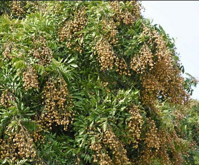 荔枝干和桂圆干哪个好，荔枝干和桂圆干哪个营养好（今年龙眼是否会重蹈荔枝跌价恶梦）