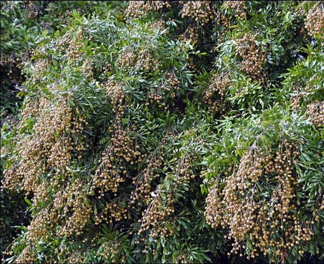 荔枝干和桂圆干哪个好，荔枝干和桂圆干哪个营养好（今年龙眼是否会重蹈荔枝跌价恶梦）