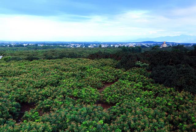 荔枝干和桂圆干哪个好，荔枝干和桂圆干哪个营养好（今年龙眼是否会重蹈荔枝跌价恶梦）