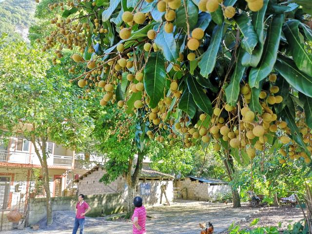 荔枝干和桂圆干哪个好，荔枝干和桂圆干哪个营养好（今年龙眼是否会重蹈荔枝跌价恶梦）