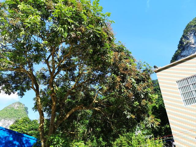 荔枝干和桂圆干哪个好，荔枝干和桂圆干哪个营养好（今年龙眼是否会重蹈荔枝跌价恶梦）