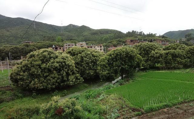 荔枝干和桂圆干哪个好，荔枝干和桂圆干哪个营养好（今年龙眼是否会重蹈荔枝跌价恶梦）
