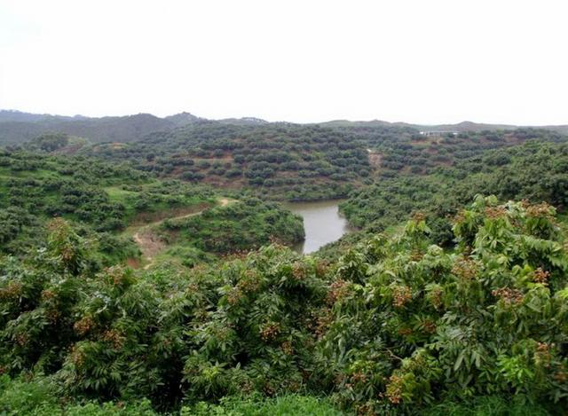 荔枝干和桂圆干哪个好，荔枝干和桂圆干哪个营养好（今年龙眼是否会重蹈荔枝跌价恶梦）