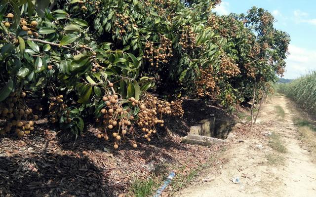 荔枝干和桂圆干哪个好，荔枝干和桂圆干哪个营养好（今年龙眼是否会重蹈荔枝跌价恶梦）