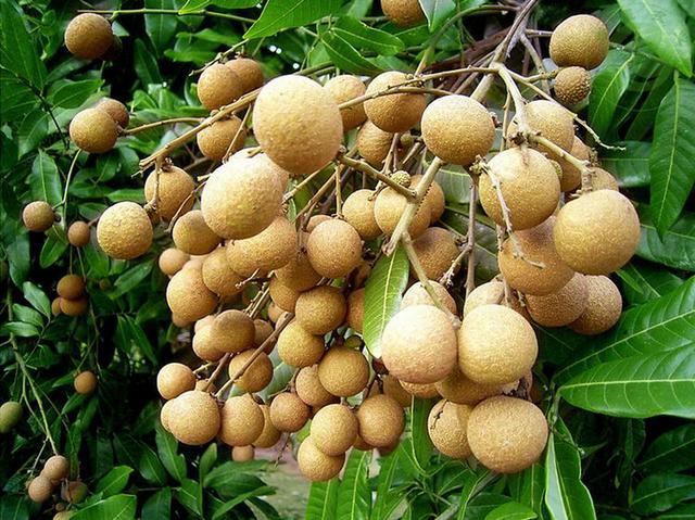 荔枝干和桂圆干哪个好，荔枝干和桂圆干哪个营养好（今年龙眼是否会重蹈荔枝跌价恶梦）