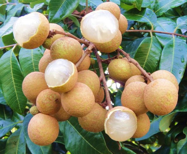 荔枝干和桂圆干哪个好，荔枝干和桂圆干哪个营养好（今年龙眼是否会重蹈荔枝跌价恶梦）