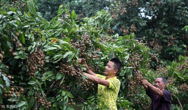 荔枝干和桂圆干哪个好，荔枝干和桂圆干哪个营养好（今年龙眼是否会重蹈荔枝跌价恶梦）