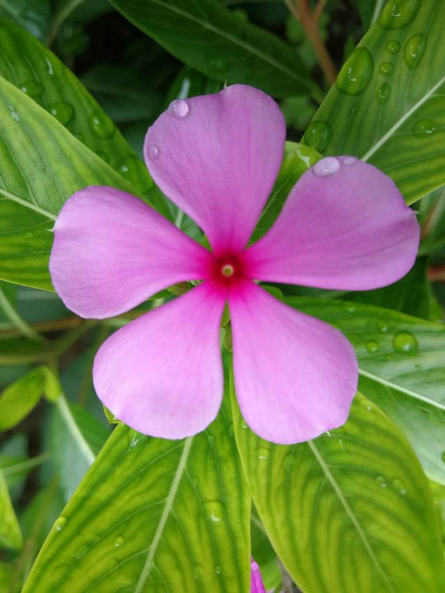 长春花花语，长春花花语与传说（长春花，花语是愉快的记忆）