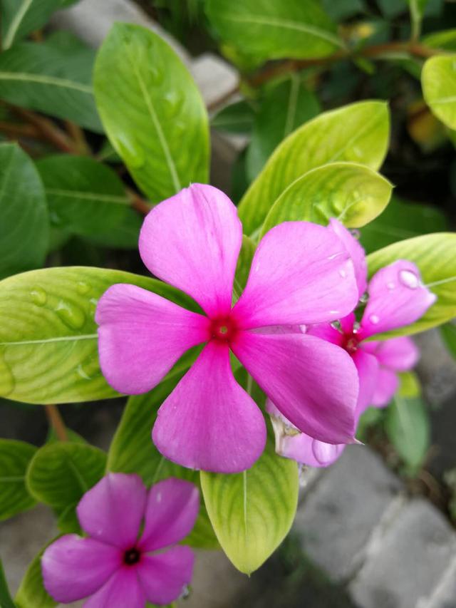 长春花花语，长春花花语与传说（长春花，花语是愉快的记忆）