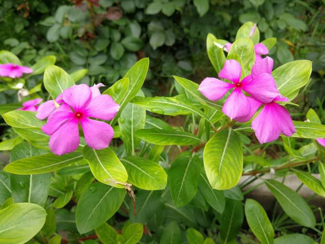 长春花花语，长春花花语与传说（长春花，花语是愉快的记忆）