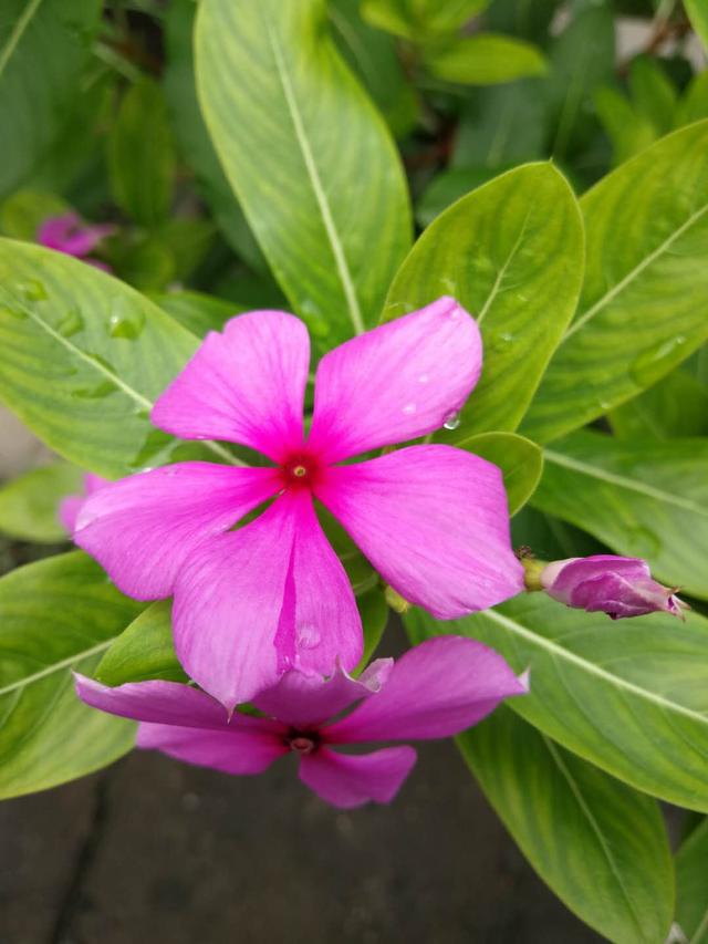 长春花花语，长春花花语与传说（长春花，花语是愉快的记忆）