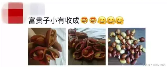九层皮的功效与作用 九层皮有什么功效与作用，九层皮的功效与作用（农村很多地方都有）