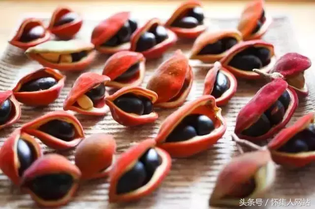九层皮的功效与作用 九层皮有什么功效与作用，九层皮的功效与作用（农村很多地方都有）