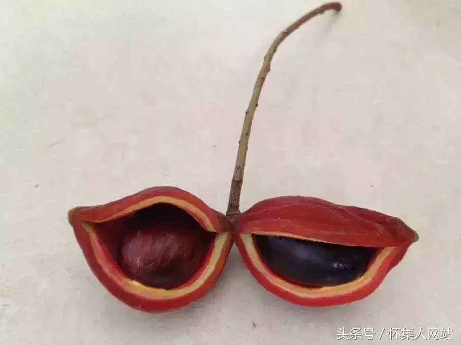 九层皮的功效与作用 九层皮有什么功效与作用，九层皮的功效与作用（农村很多地方都有）