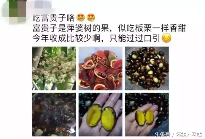 九层皮的功效与作用 九层皮有什么功效与作用，九层皮的功效与作用（农村很多地方都有）