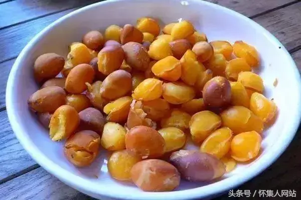 九层皮的功效与作用 九层皮有什么功效与作用，九层皮的功效与作用（农村很多地方都有）