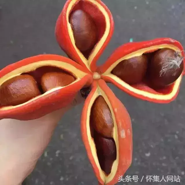 九层皮的功效与作用 九层皮有什么功效与作用，九层皮的功效与作用（农村很多地方都有）