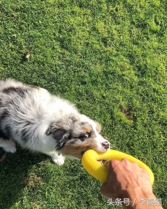 狂犬疫苗要打几针，打狂犬疫苗一针多少钱狂犬疫苗需要打几针（被狗狗咬伤一定要打狂犬疫苗吗）