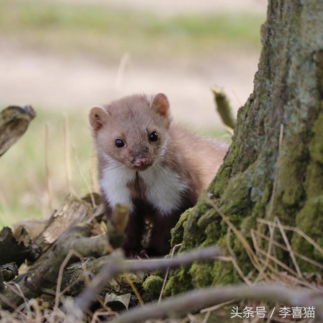 狂犬疫苗要打几针，打狂犬疫苗一针多少钱狂犬疫苗需要打几针（被狗狗咬伤一定要打狂犬疫苗吗）